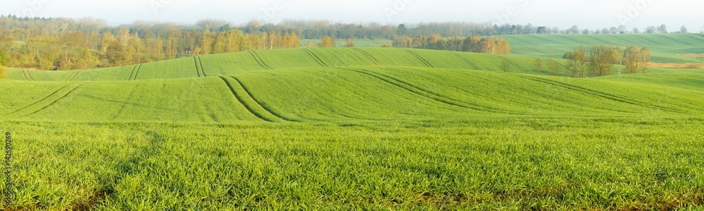 Fototapeta premium Panorama of spring, green field of young cereal
