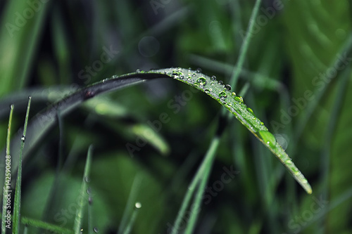 Macro photo of drops of dew. Dew on a leaf of the plant in the evening time. Green grass.