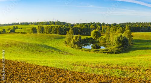 Panorama of spring, green field of young cereal
