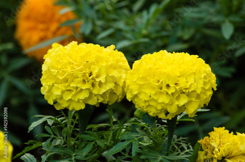 Closeup of yellow marigold flowers in the garden