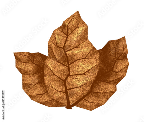 Three dry tobacco leaves