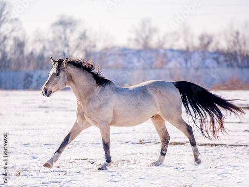 Free beautiful horse enjoys snow and sun in winter