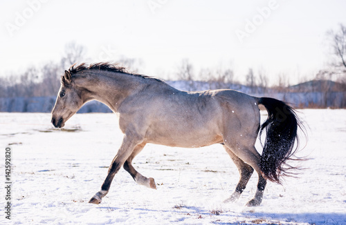 Free beautiful horse enjoys snow and sun in winter