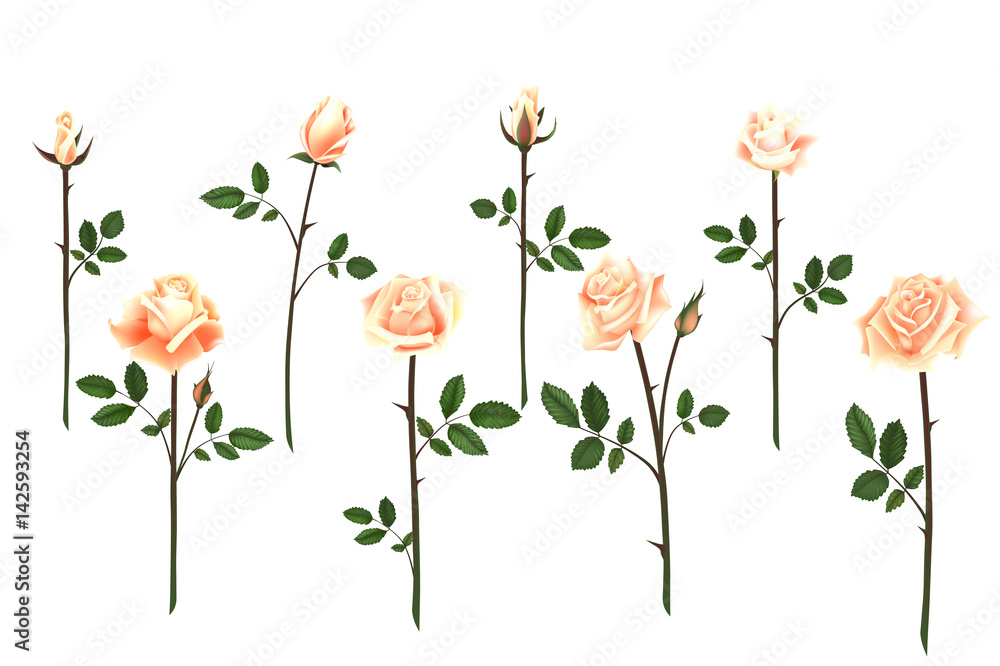 Set of realistic isolated pink roses on a white background. Vector flowers and buds of roses, leaves on white background