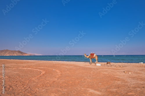 Wakacje w Egipcie. Wielbłąd na plaży