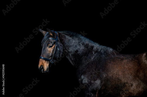 Beautiful horse on a black background