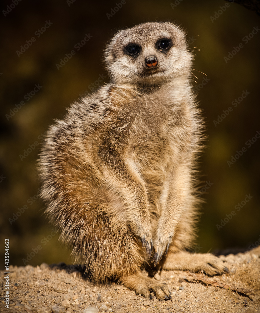 Fototapeta premium suricata portrait