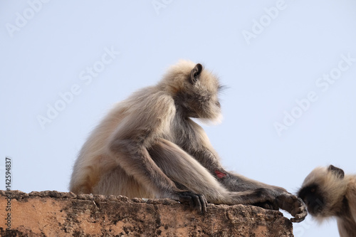 Gray Langur on Wall at Amber Fort in Jaipur, Rajasthan, India © zatletic