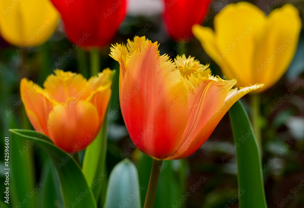 Orange tulip