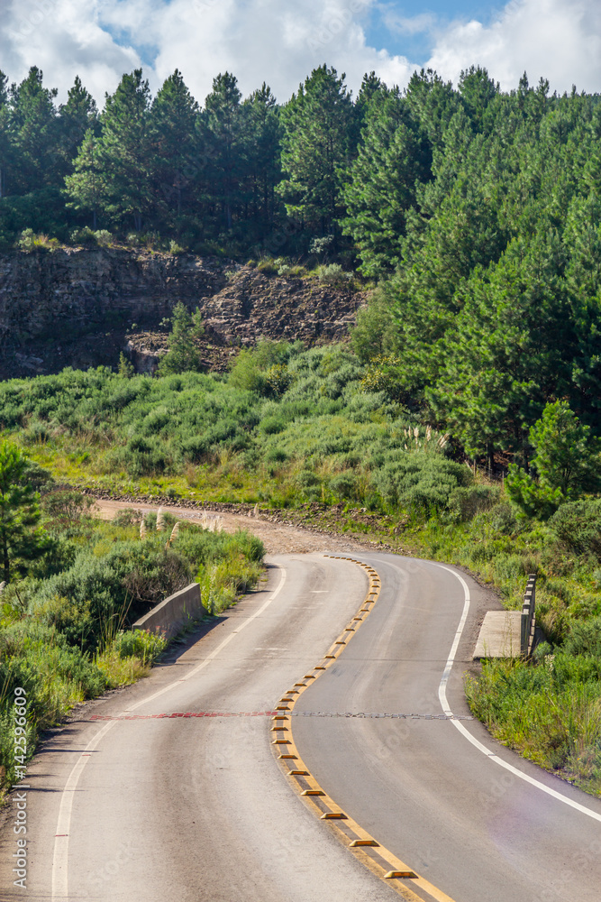 Road and Pine Forest