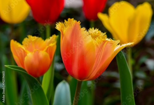 Orange tulip