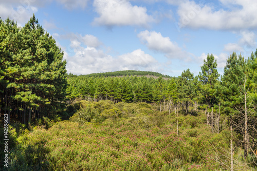 Pine Forest and blue sky