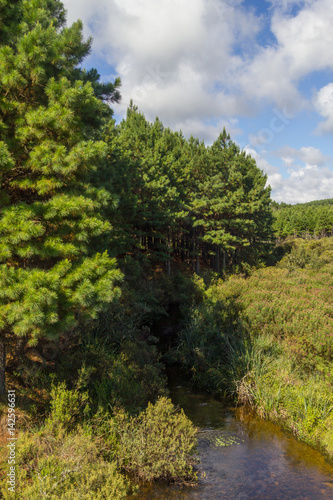 Pine Forest and small river