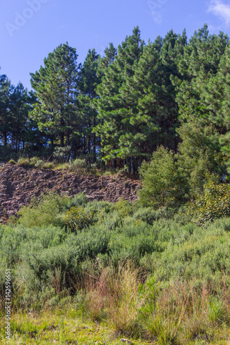 Pine Forest and blue sky