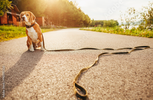 Photography Lost beagle dog sits alone on the road