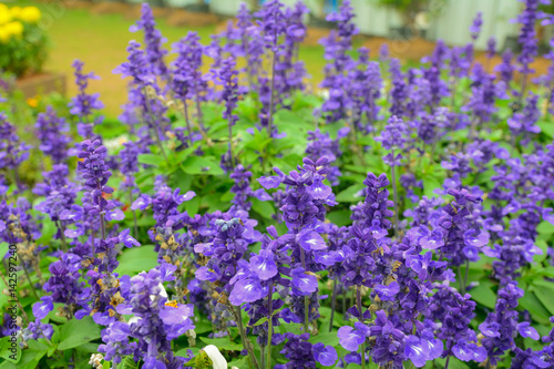 violet flower in nature