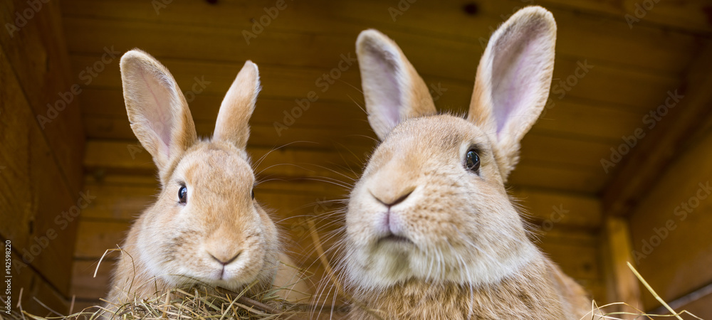 Fototapeta premium króliki w klatce