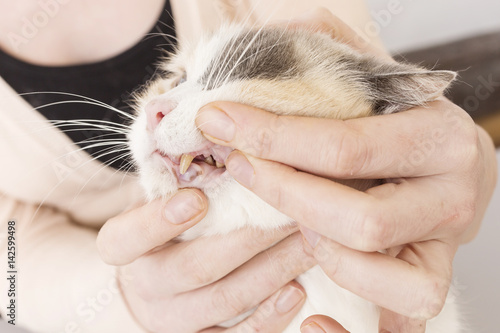 Fototapeta Naklejka Na Ścianę i Meble -  pielęgnacja kota