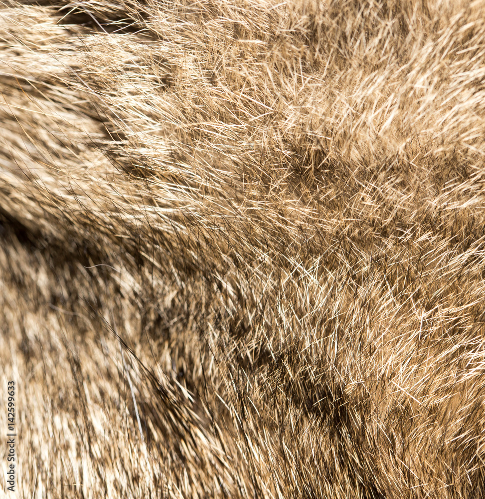 Fluffy cat hair as background