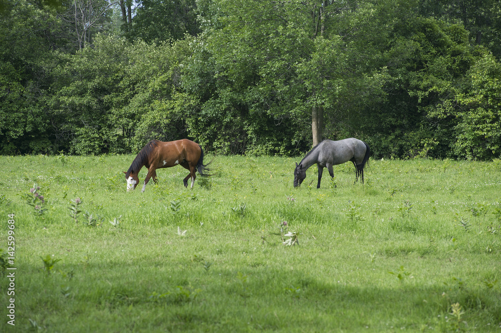 Horses