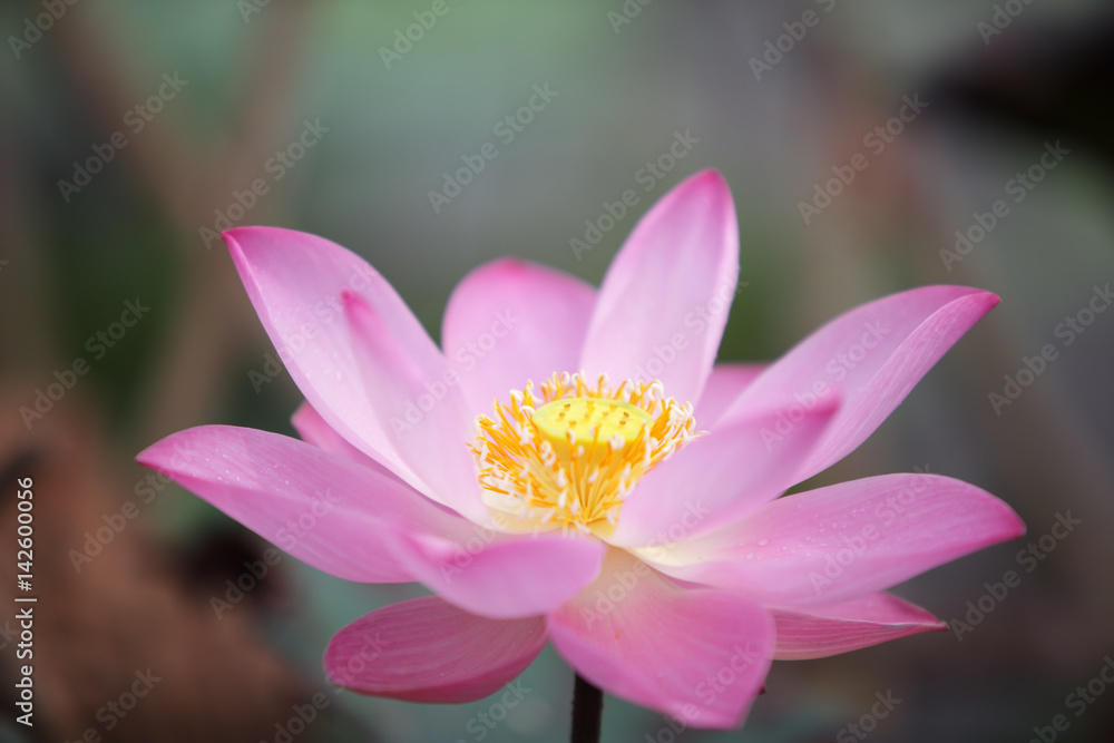 lotus flower blooming in garden