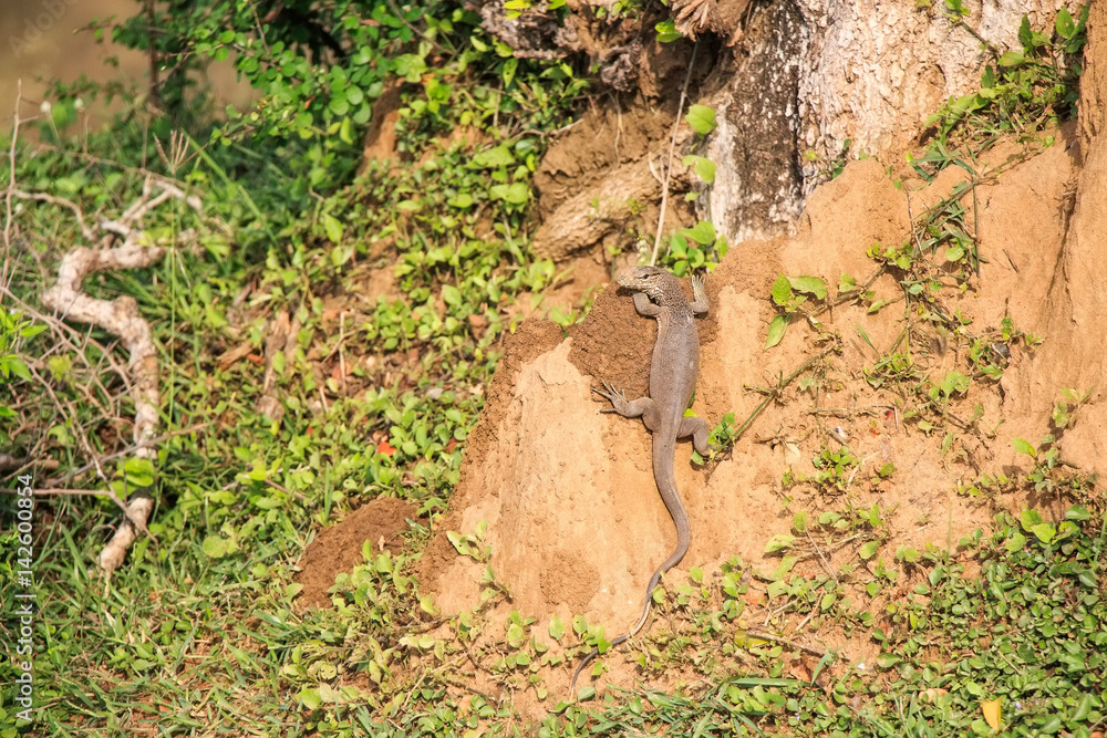 Fototapeta premium Monitor lizard in Sri Lanka
