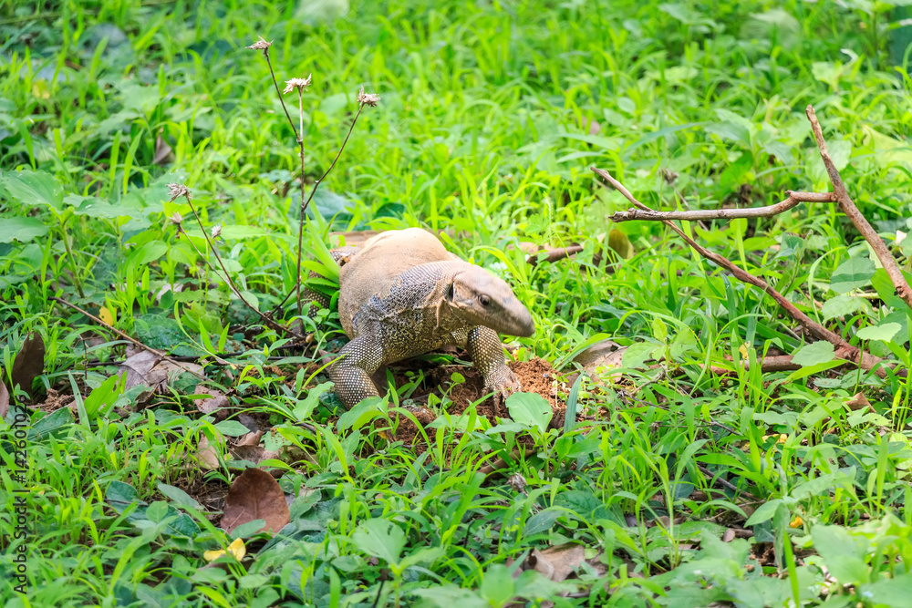 Monitor lizard genus Varanus in Sri Lanka Monitor lizard genus Varanus in Sri Lanka