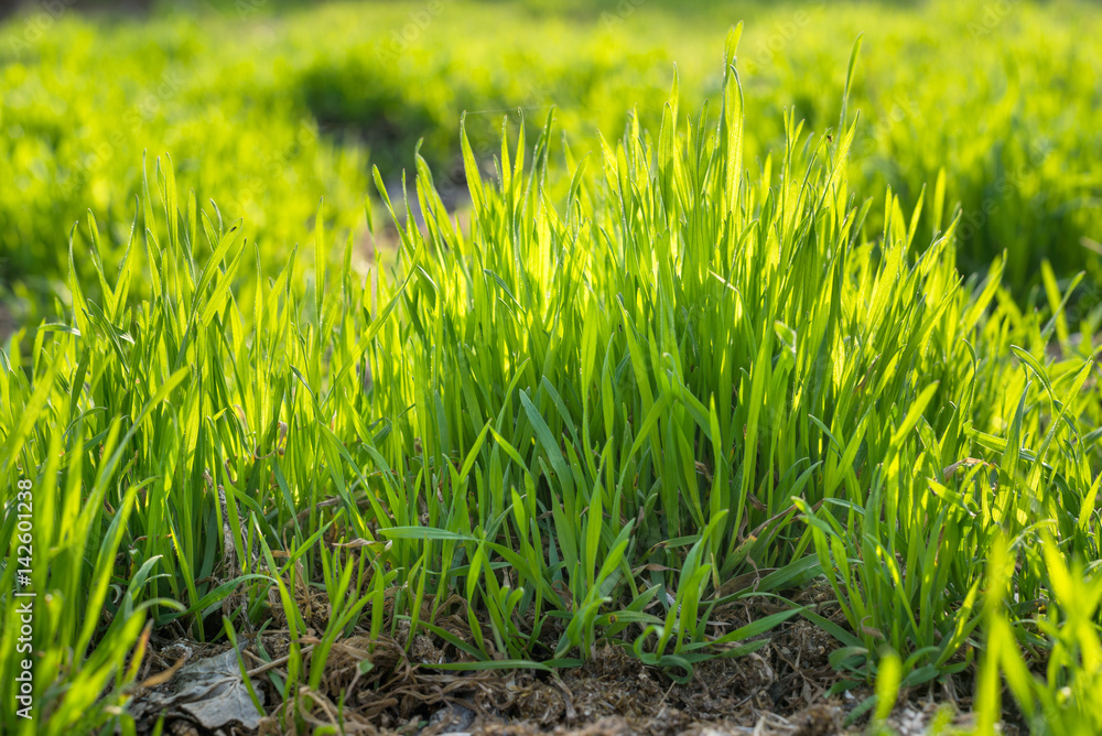 Young spring grass growing from fertilizer Young spring grass growing from fertilizer