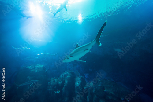 Shark in the ocean. Coral reef underwater with water line. Shark with Sunbeams shining through surface in aquarium