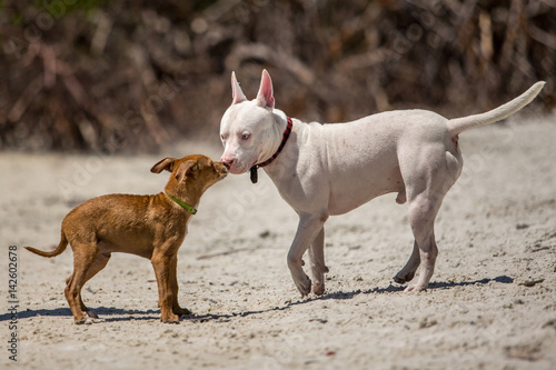 Photography Two dogs on a beach meeting