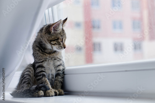 Wallpaper Mural cat, animal, pet, feline, domestic, Tiger, striped, gray, Cat, kitten, window, window sill, look, fur, muzzle, Torontodigital.ca