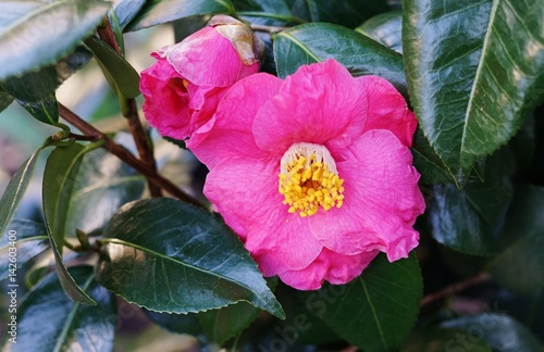 Canvas Print A pink camelia japonica flower in bloom