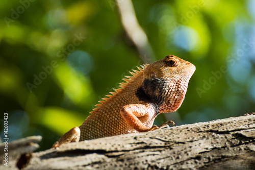Orange lizard perched on a branch of tree