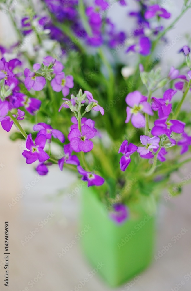 Bouquet of fragrant purple stock flowers (matthiola) Bouquet of fragrant purple stock flowers (matthiola)