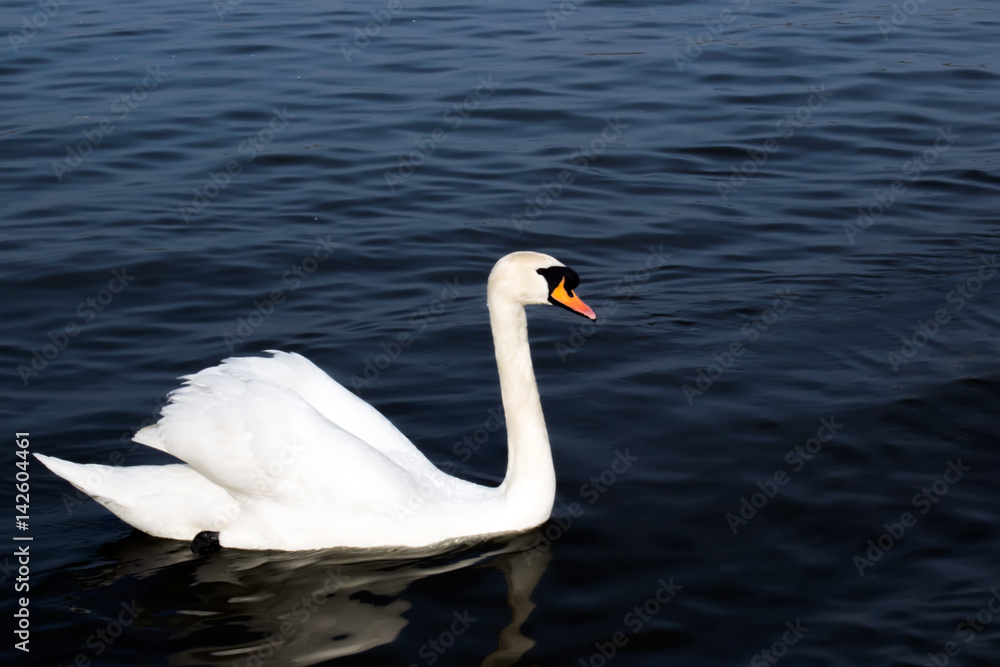 White swan in the foggy lake at the dawn. Morning lights. Romantic background. White swan in the foggy lake at the dawn. Morning lights. Romantic background.