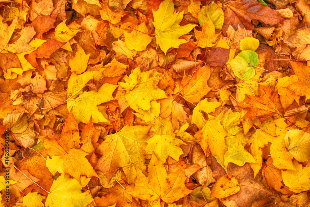 autumn background autumn background