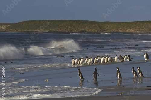 Large group of Gentoo Penguins (Pygoscelis papua) returning to land after a short early morning swim in the sea on Sealion Island in the Falkland Islands. Magellanic Penguins in the foreground.