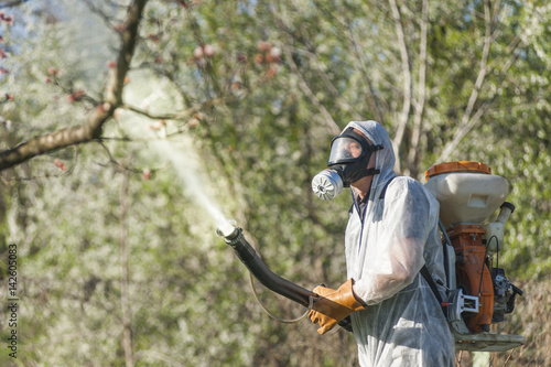 Young farmer spraying apricot trees with chemicals in the orchard