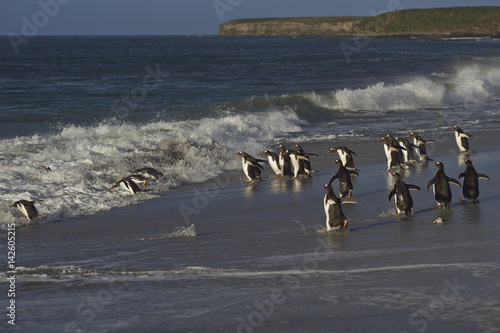 Large group of Gentoo Penguins (Pygoscelis papua) heading for a short early morning swim in the sea on Sealion Island in the Falkland Islands. Magellanic Penguins in the foreground