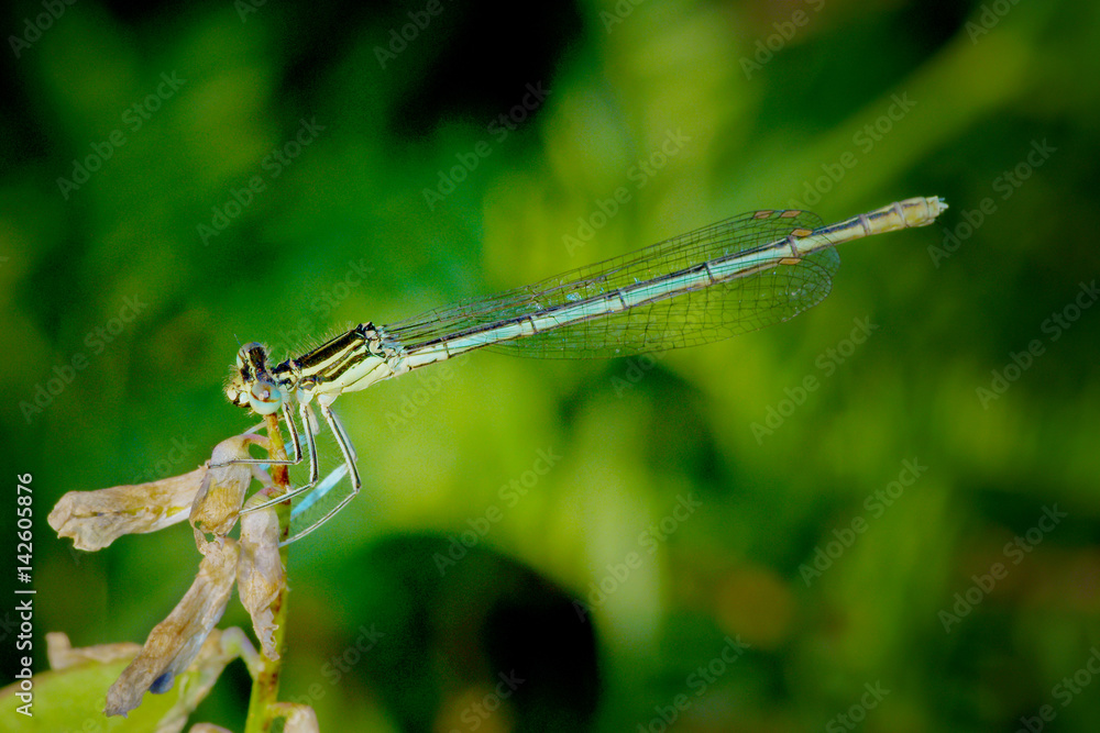 dragonfly dragonfly