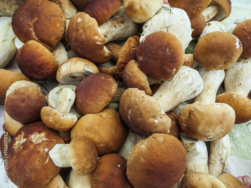 Healthy autumn harvest of fresh boletus mushrooms for seasonal cuisine.