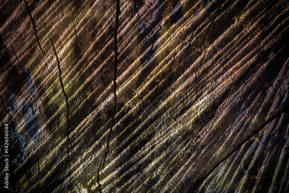 Sawn wood texture background