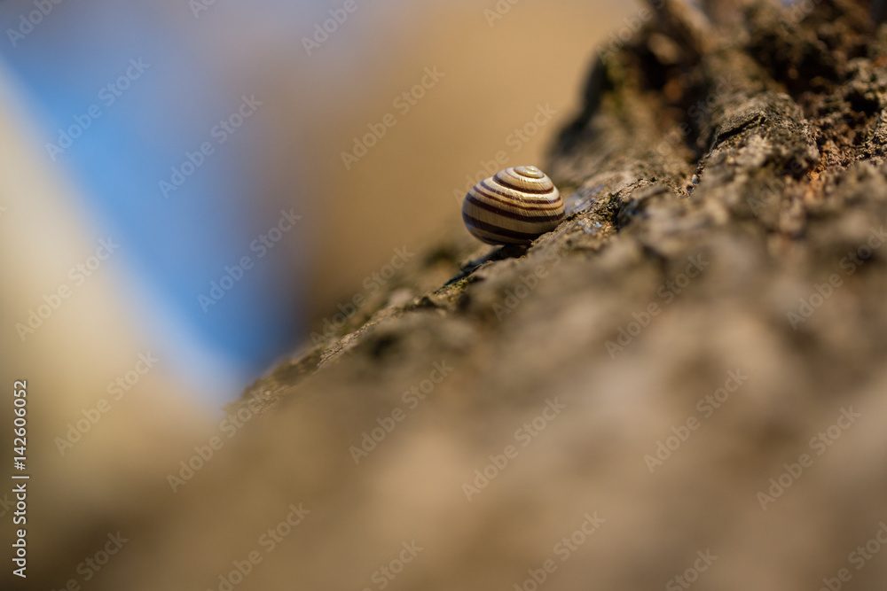 Snail resting on the tree