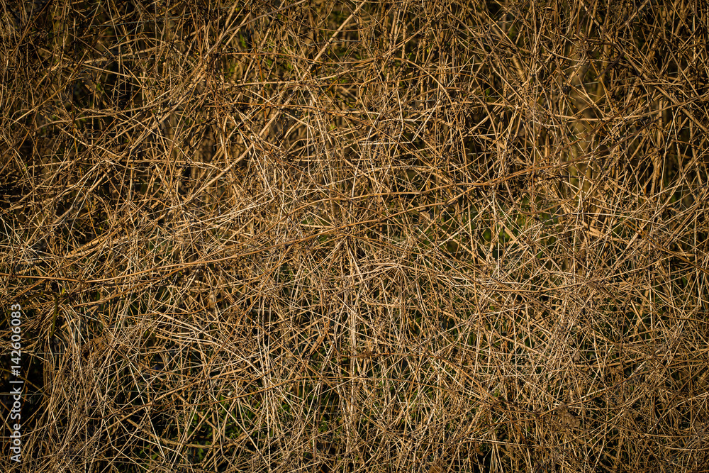 Abstract plant wallpaper