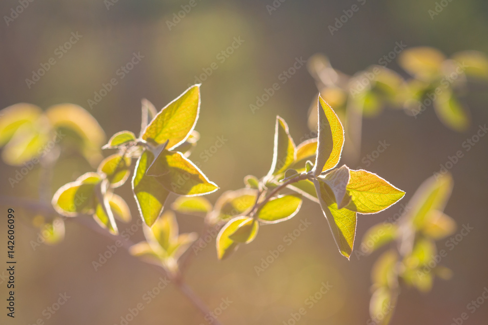 Fresh spring growth wallpaper