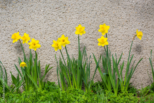 Obraz na płótnie Daffodils spring flowers background w salonie