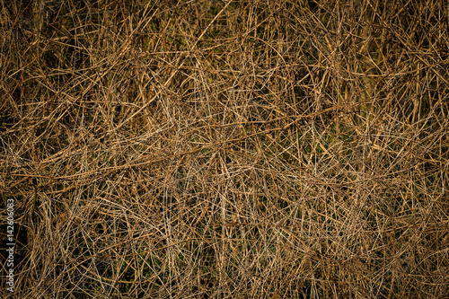 Obraz na płótnie Abstract plant wallpaper w salonie