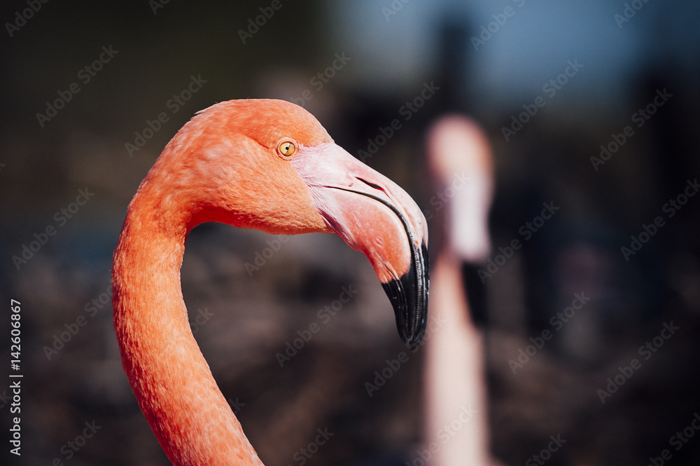 Fototapeta premium Portrait d'un flamant rose