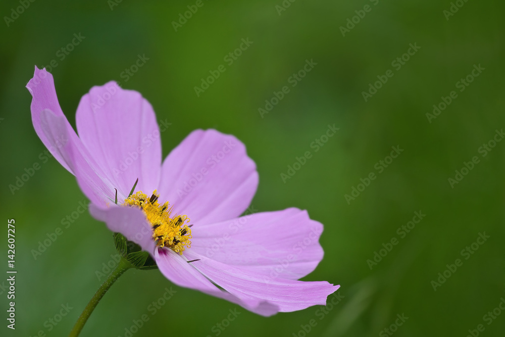 kosmeya flower closeup on a green background with copy space kosmeya flower closeup on a green background with copy space