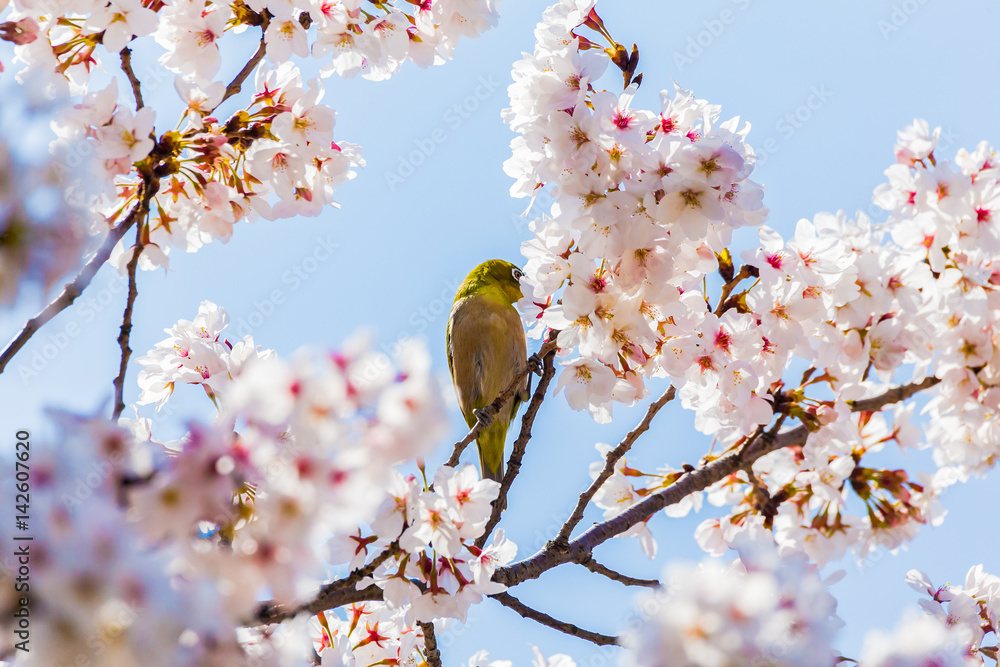 The Japanese White-eye and cherry blossoms. Located in Tokyo Prefecture Japan. The Japanese White-eye and cherry blossoms. Located in Tokyo Prefecture Japan.